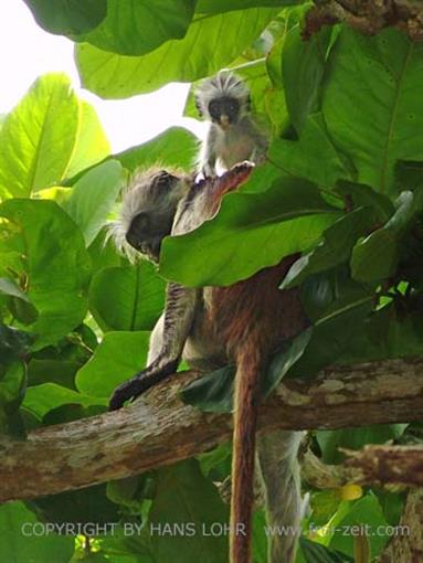 Monkeys and mangroves on Zanzibar, DSC06924b